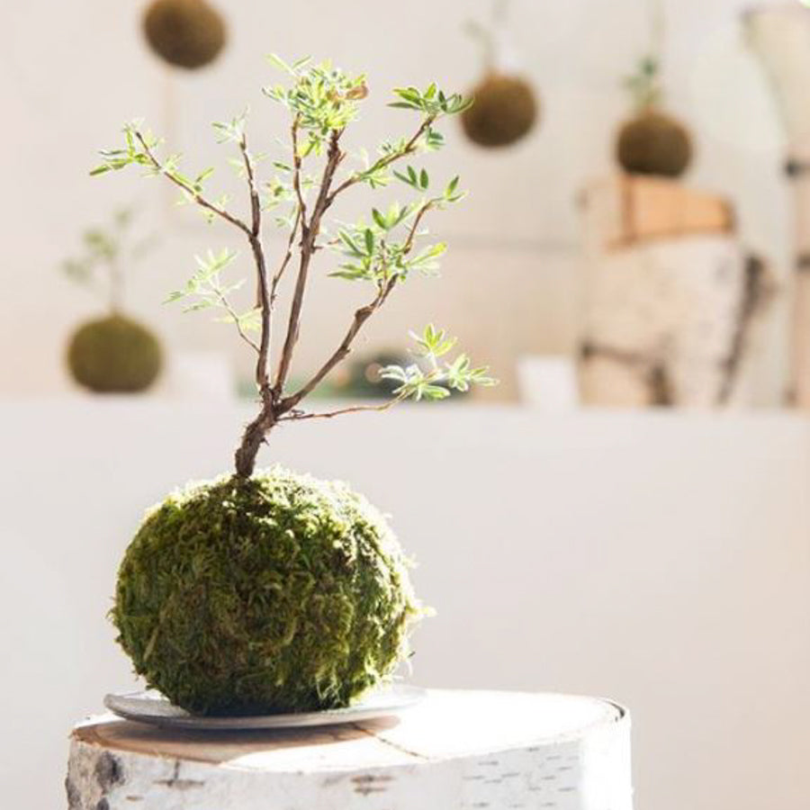 Mindfulness in Kokedama Making
