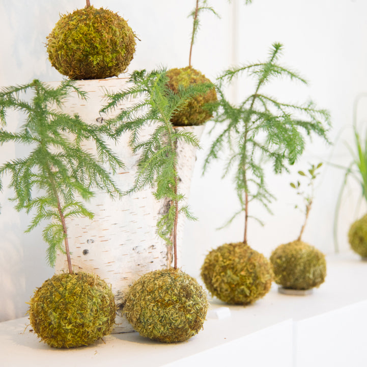 Kokedama Christmas Workshop
